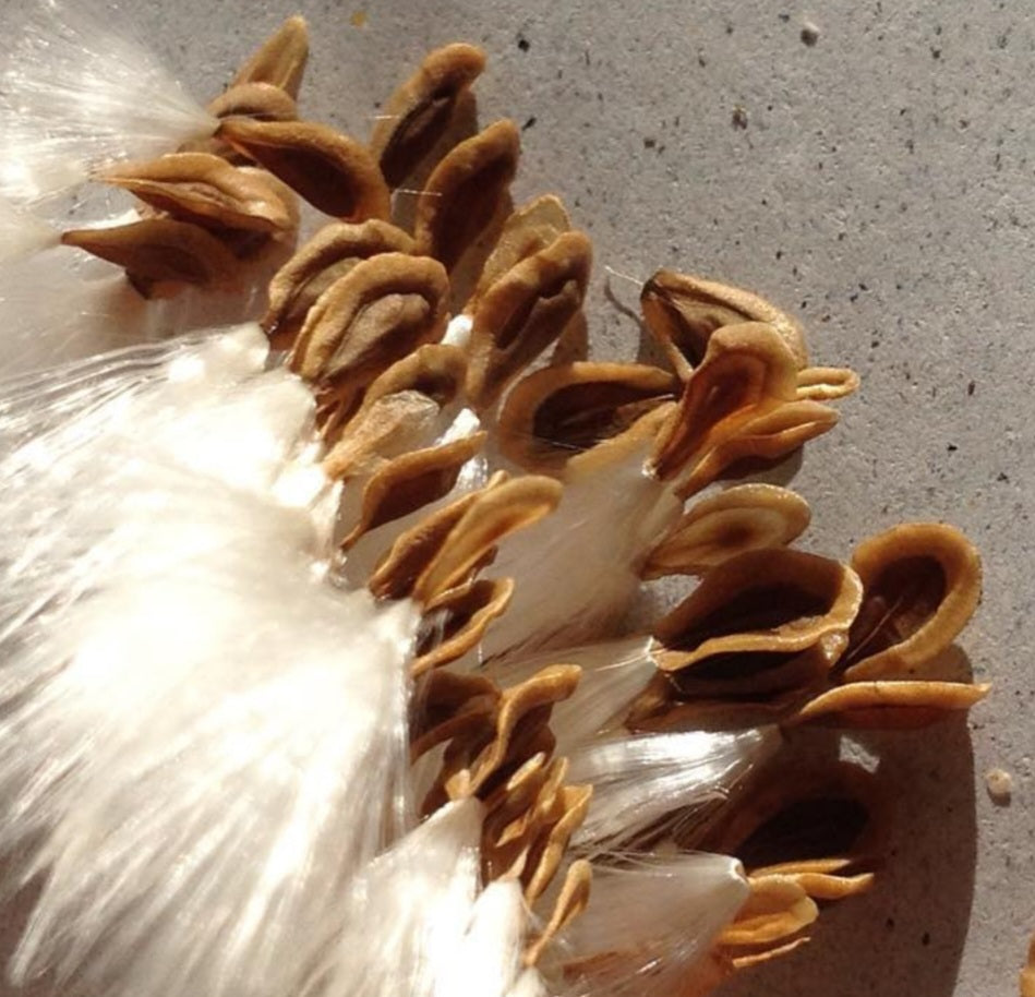 Caralluma crenulata hybrid 5 Pieces Seeds