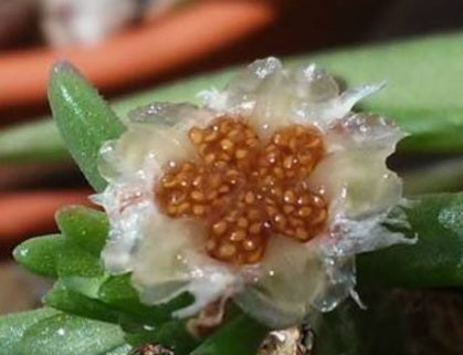 Mestoklema macrorhiza 10 Pieces Seeds