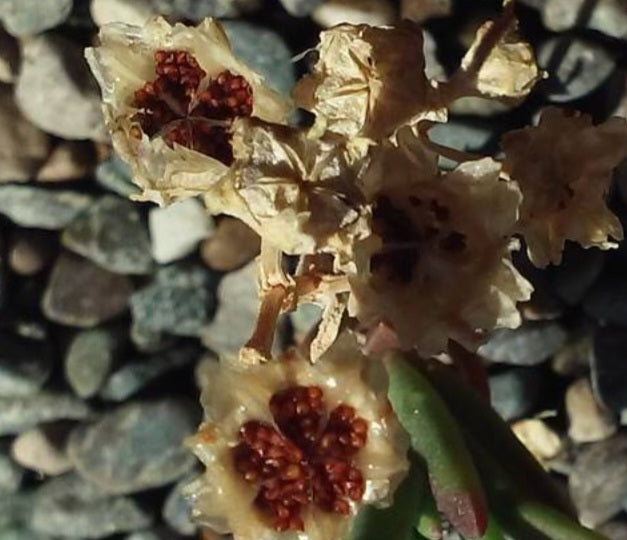 Mestoklema macrorhiza 10 Pieces Seeds