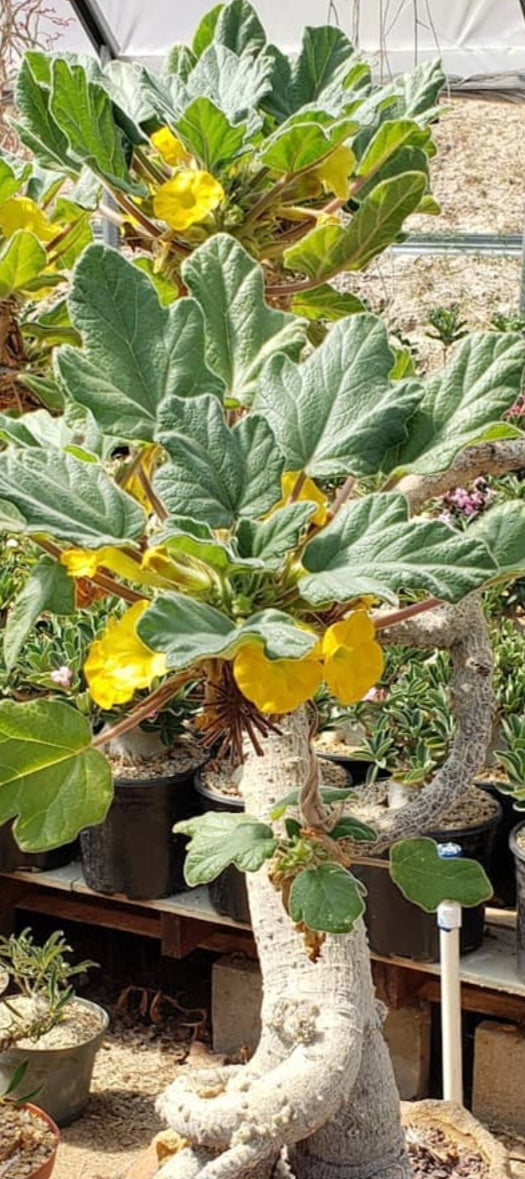 Uncarina peltata 5 Pieces Seeds