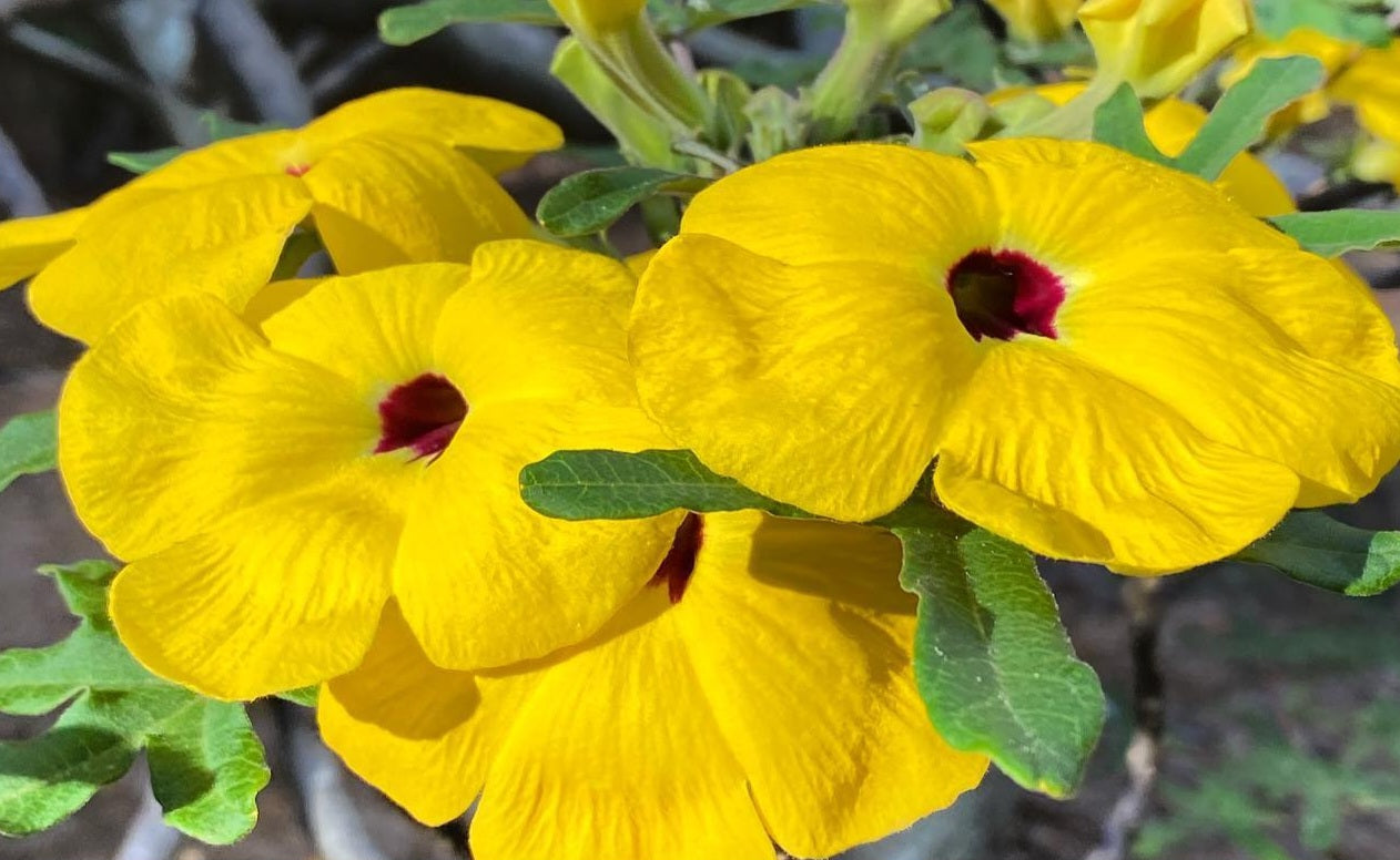 Uncarina peltata 5 Pieces Seeds