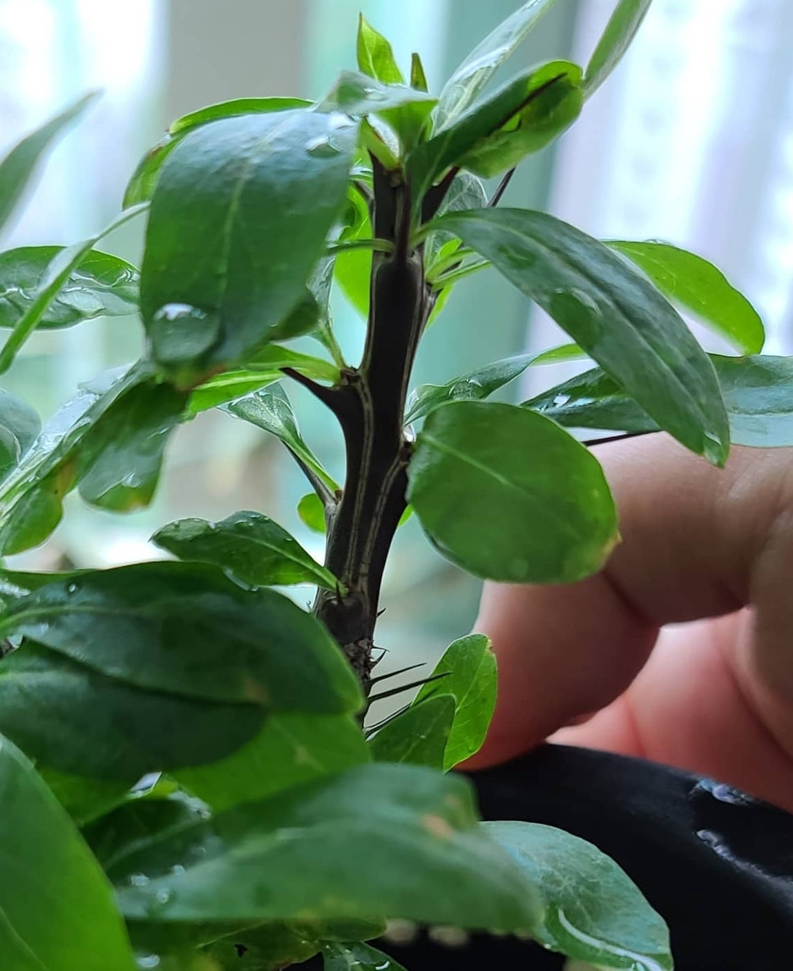 Fouquieria leonilae 10 Pieces Seeds