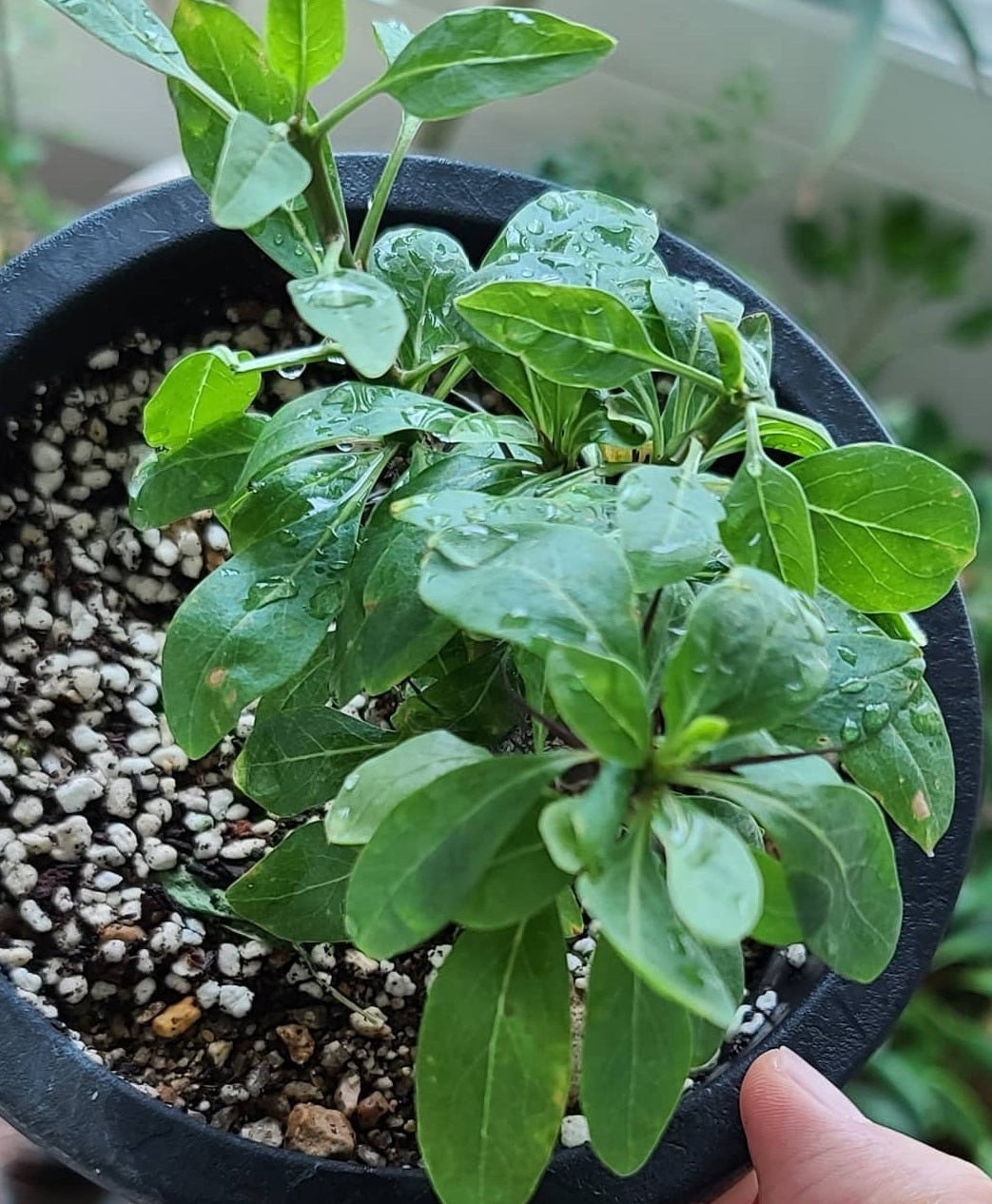 Fouquieria leonilae 10 Pieces Seeds