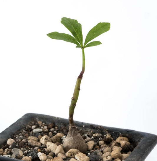 Cussonia gamtoosensis 5 Pieces Seeds