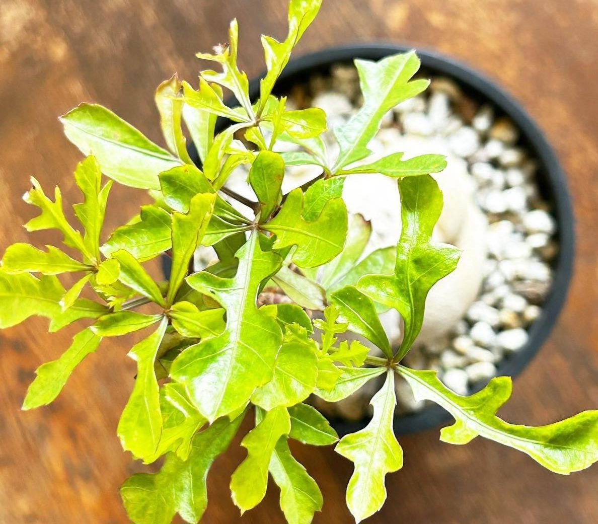 Cussonia zuluensis 5 Pieces Seeds
