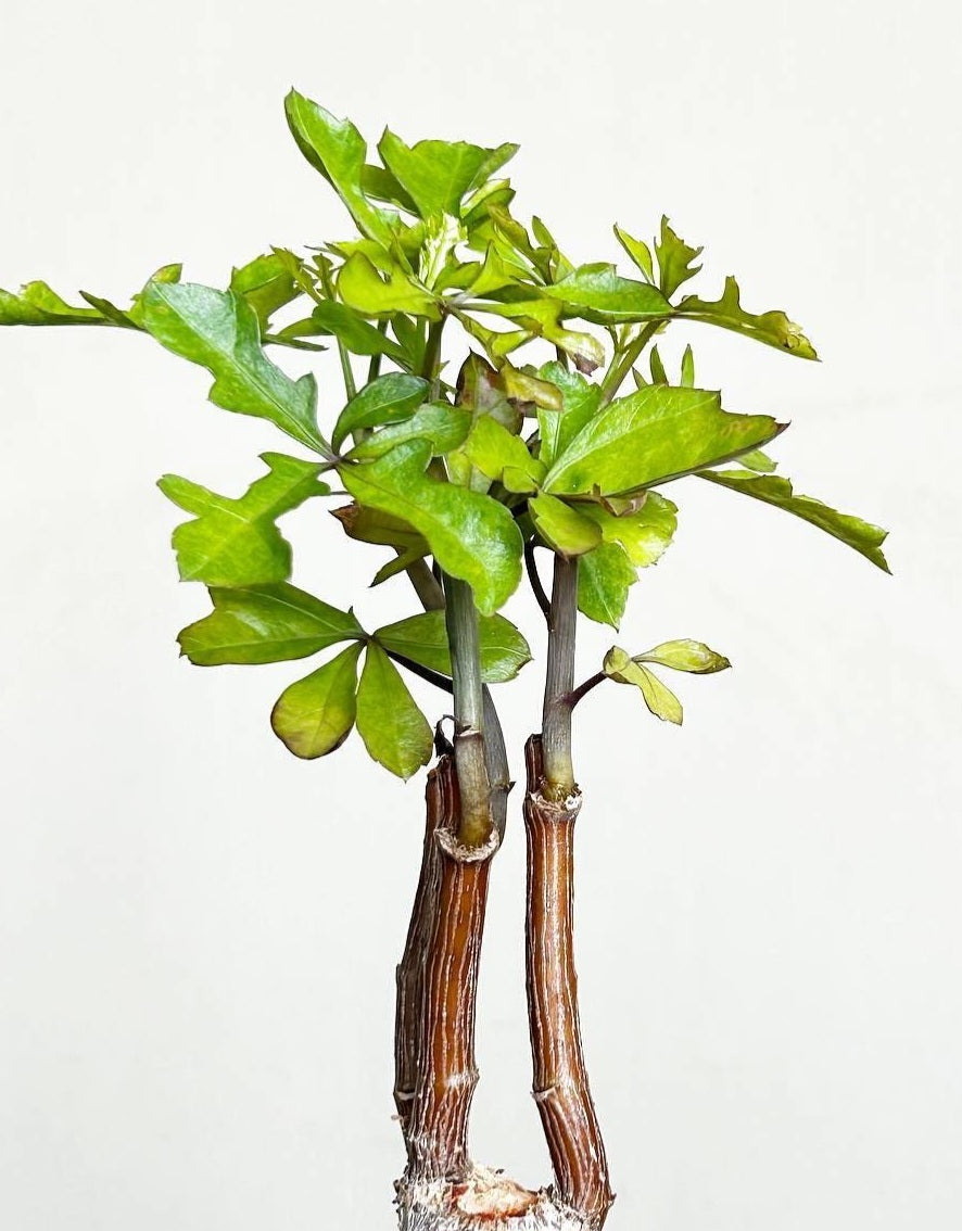Cussonia zuluensis 5 Pieces Seeds