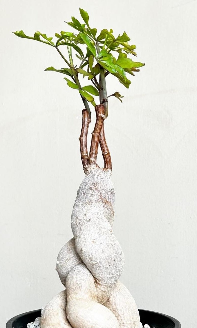 Cussonia zuluensis 5 Pieces Seeds