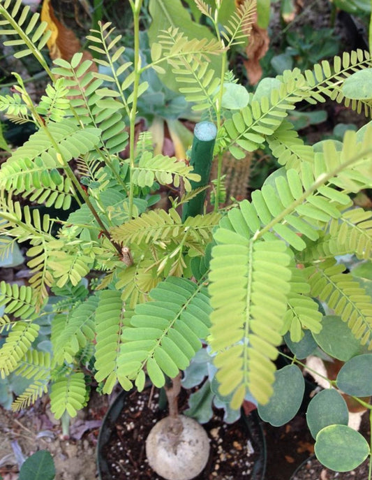 Elephantorrhiza elephantina 3 Pieces Seeds