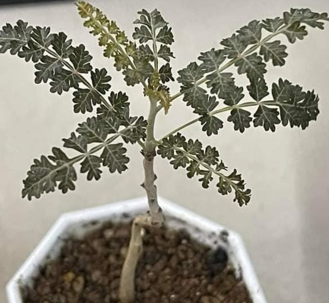 Boswellia asplenifolia – PLANT