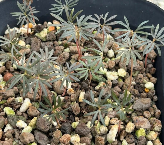 Boswellia asplenifolia – PLANT