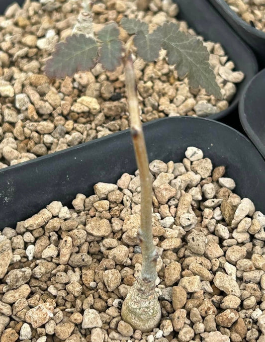 Boswellia scopulorum – PLANT