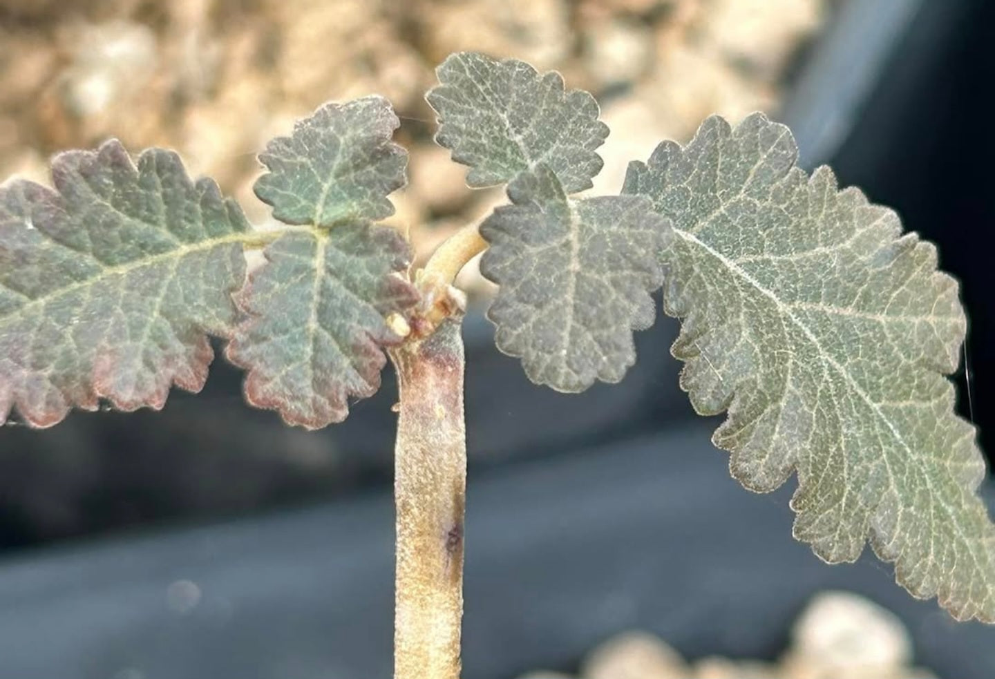 Boswellia scopulorum – PLANT