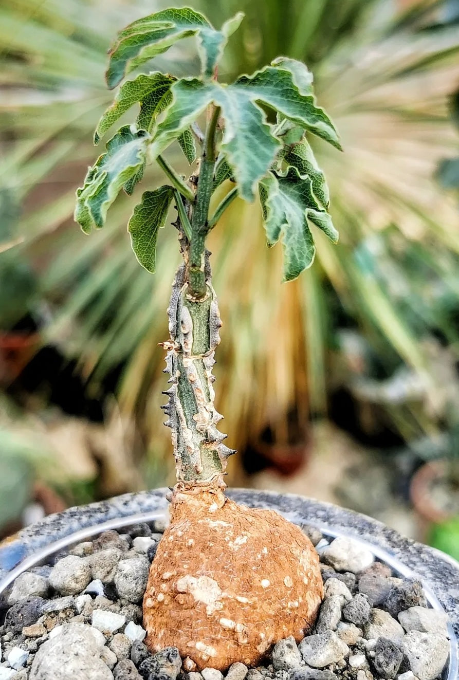 Adenia aculeata ssp.manganiana PLANT