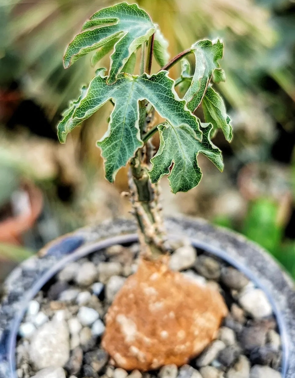 Adenia aculeata ssp.manganiana PLANT