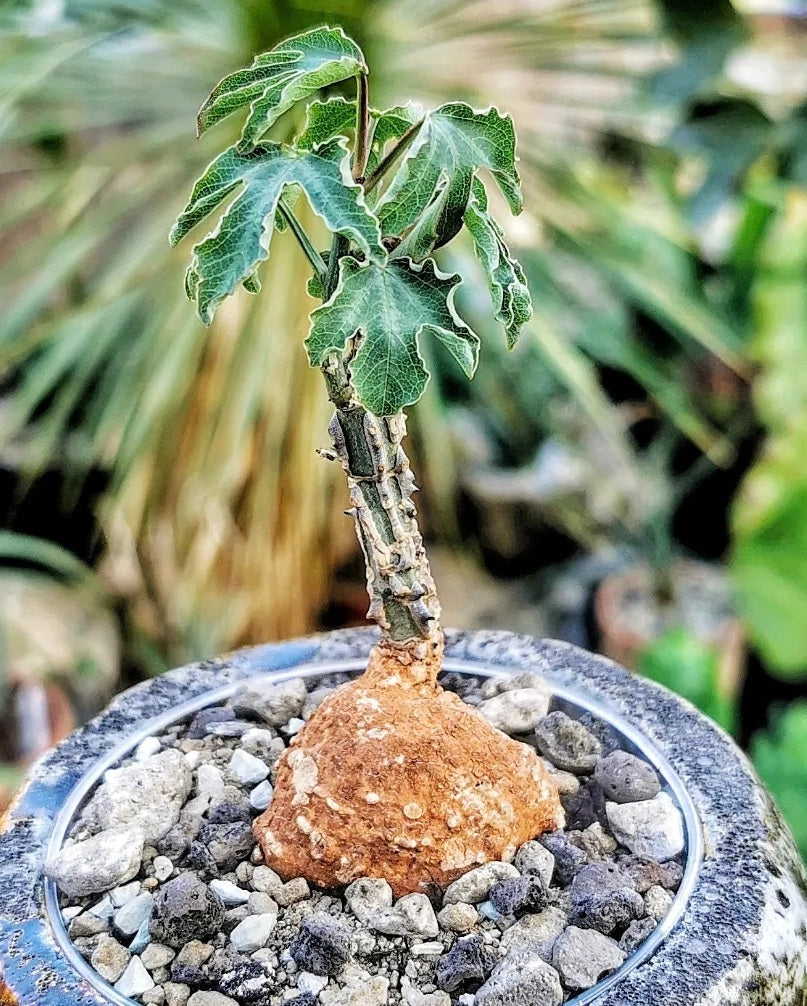Adenia aculeata ssp.manganiana PLANT