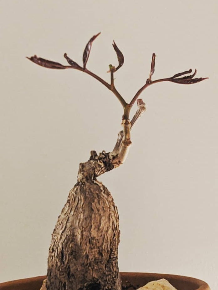Cyphostemma pachypus PLANT
