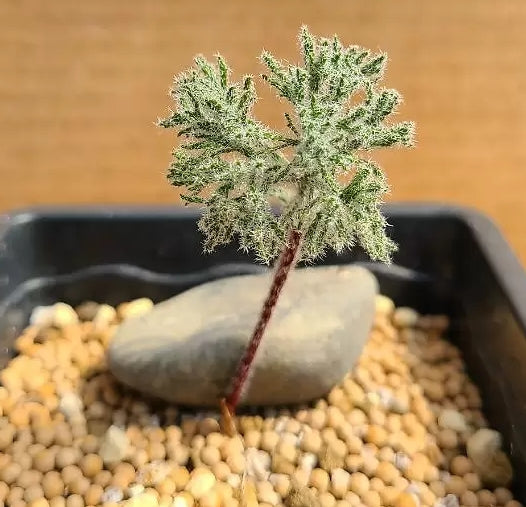 Eriospermum dregei 2 Pieces Seeds