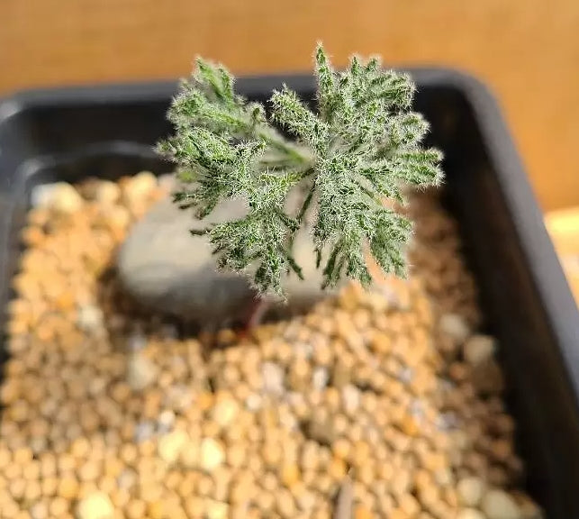 Eriospermum dregei 2 Pieces Seeds