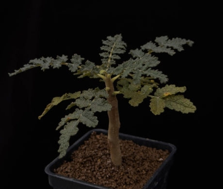 Boswellia bullata PLANT