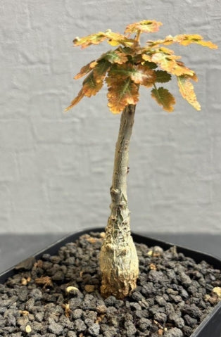 Boswellia dioscoridis PLANT