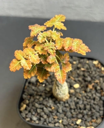 Boswellia dioscoridis PLANT