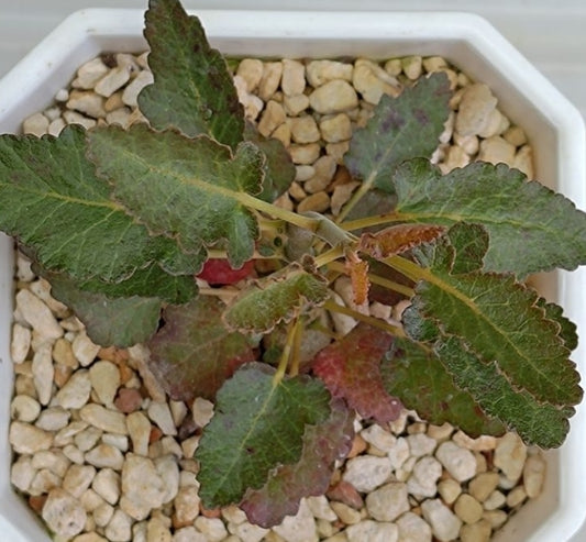 Boswellia popoviana – Red flower PLANT