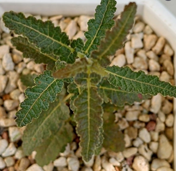 Boswellia popoviana –Yellow flower PLANT
