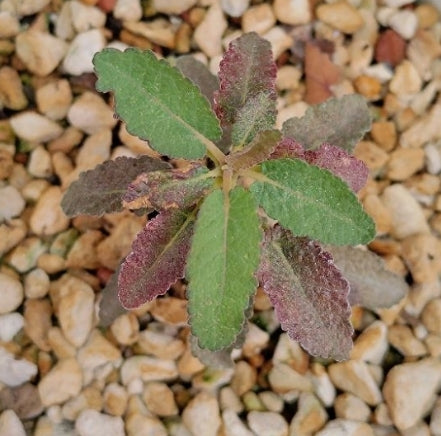 Boswellia popoviana – Red flower PLANT