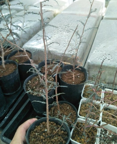 Boswellia socotrana – Small PLANT