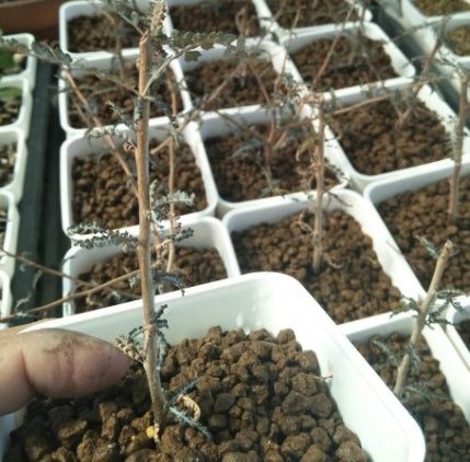 Boswellia socotrana – Small PLANT