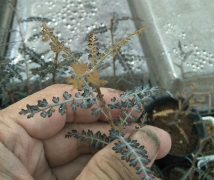 Boswellia socotrana – Small PLANT