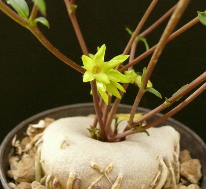 Brachystelma vahrmeijeri 4 Pieces Seeds