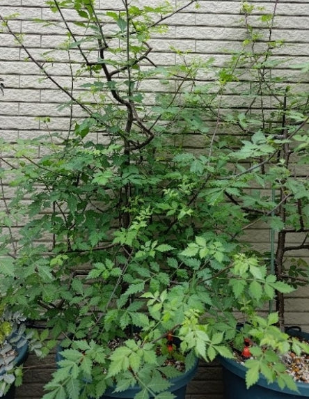 Bursera graveolens 6 Pieces Seeds