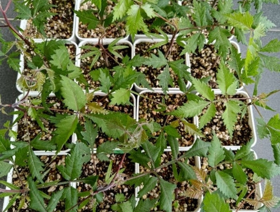 Bursera graveolens 6 Pieces Seeds