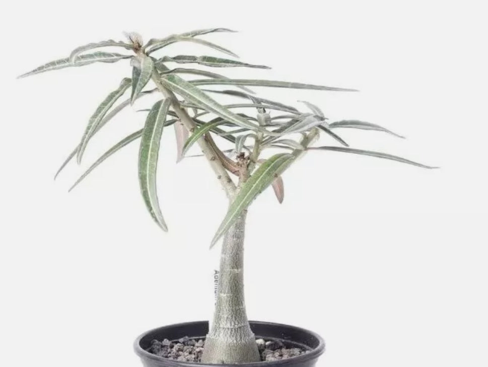 Adenium crispum Pink flower 6 Pieces Seeds