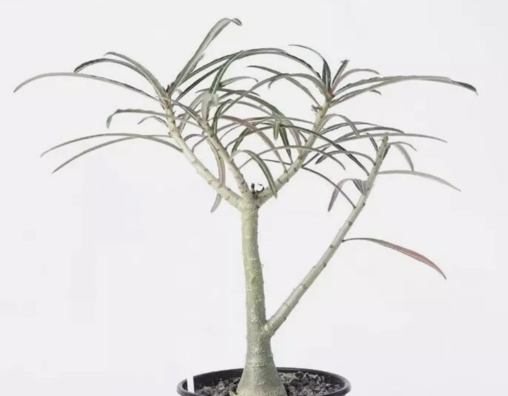 Adenium crispum Pink flower 6 Pieces Seeds
