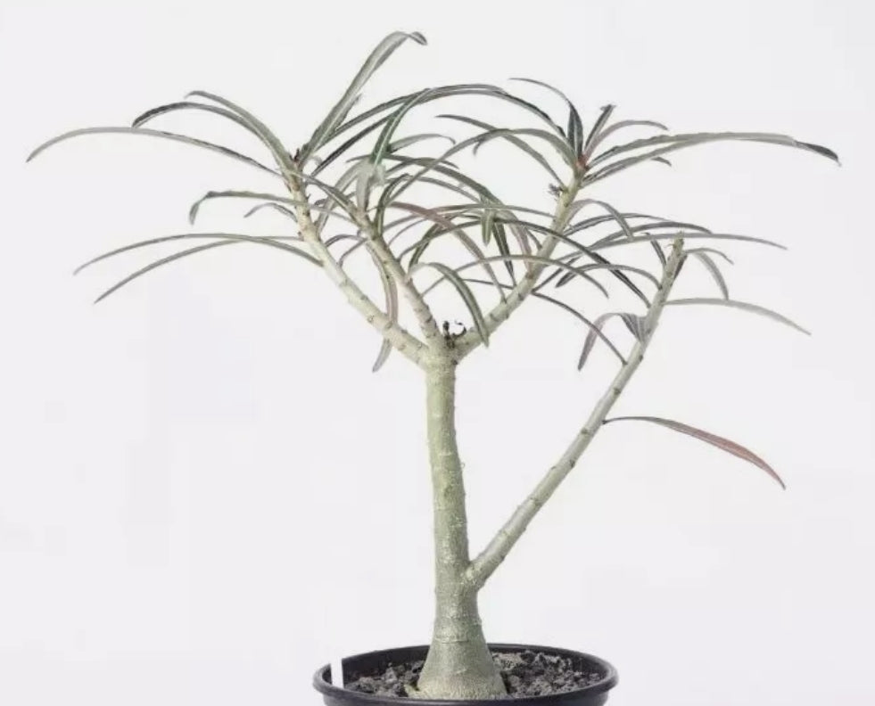 Adenium crispum Pink flower 6 Pieces Seeds