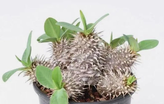 Euphorbia parvimedusae hybrid 7 Pieces Seeds