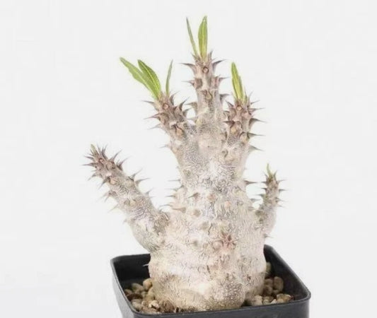 Pachypodium rosulatum subsp. makayense 10 Pieces Seeds