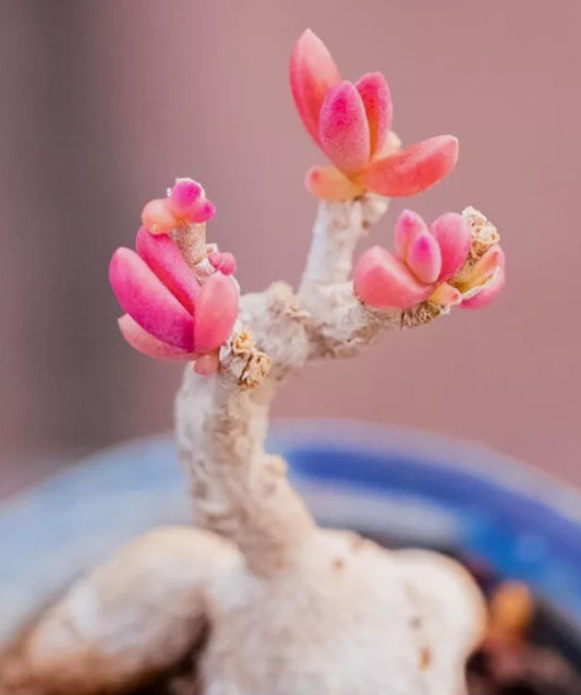 Delosperma luteum 10 Pieces Seeds