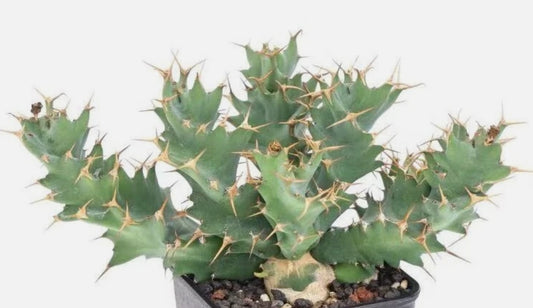 Euphorbia groenewaldii 5 Pieces Seeds