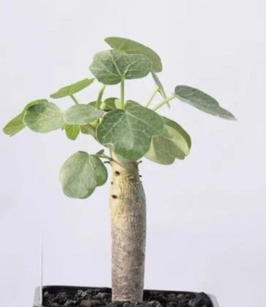 Jatropha conzattii 3 Pieces Seeds