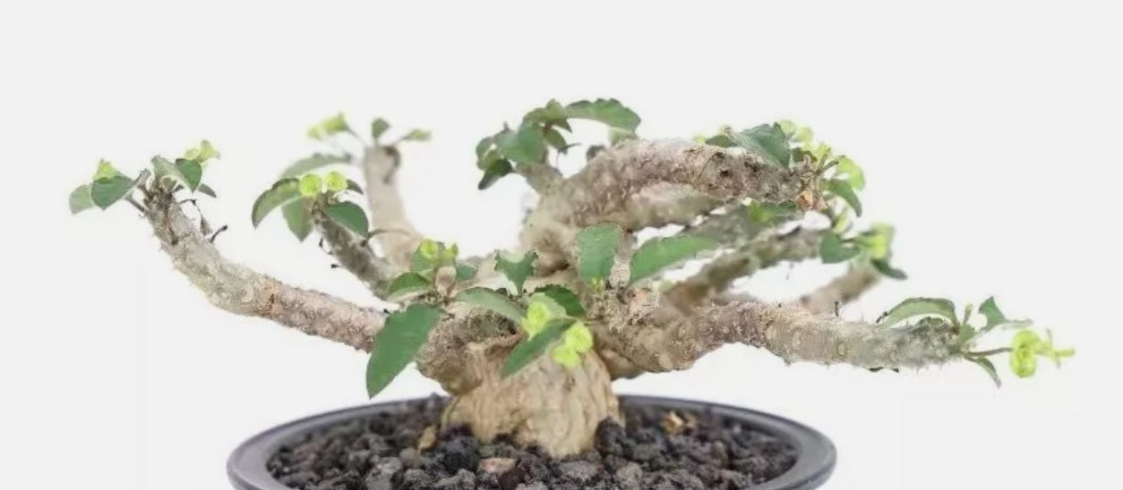 Euphorbia razafindratsirae 6 Pieces Seeds