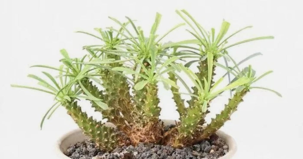Euphorbia multifolia 7 Pieces Seeds