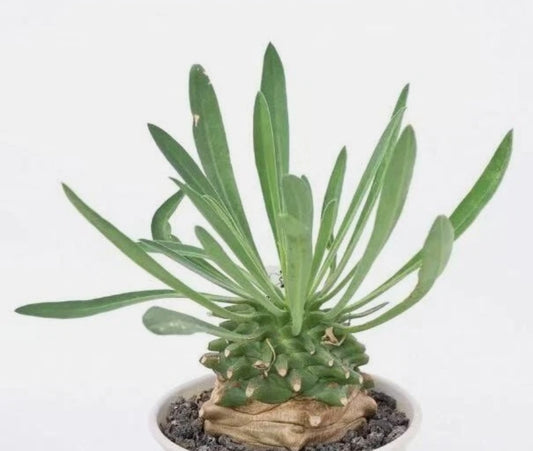 Euphorbia x ‘Azumino Tekko’  7 Pieces Seeds