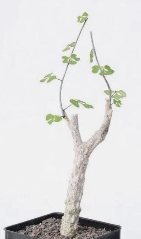 Adenia olaboensis 5 Pieces Seeds