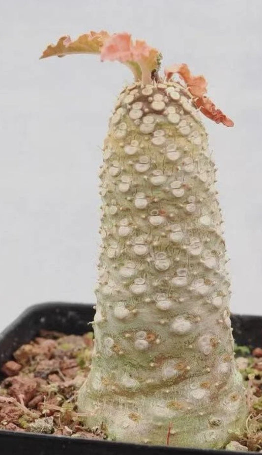 Dorstenia sp.nova 6 Pieces Seeds