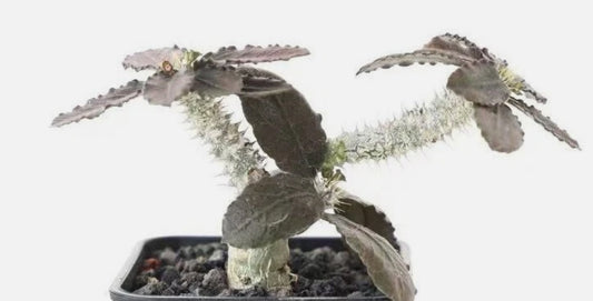 Euphorbia parvicyathophora 5 Pieces Seeds