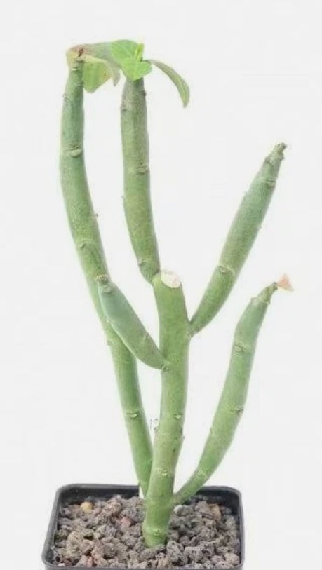 Euphorbia heterodoxa 5 Pieces Seeds