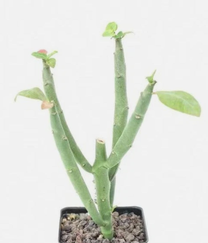 Euphorbia heterodoxa 5 Pieces Seeds